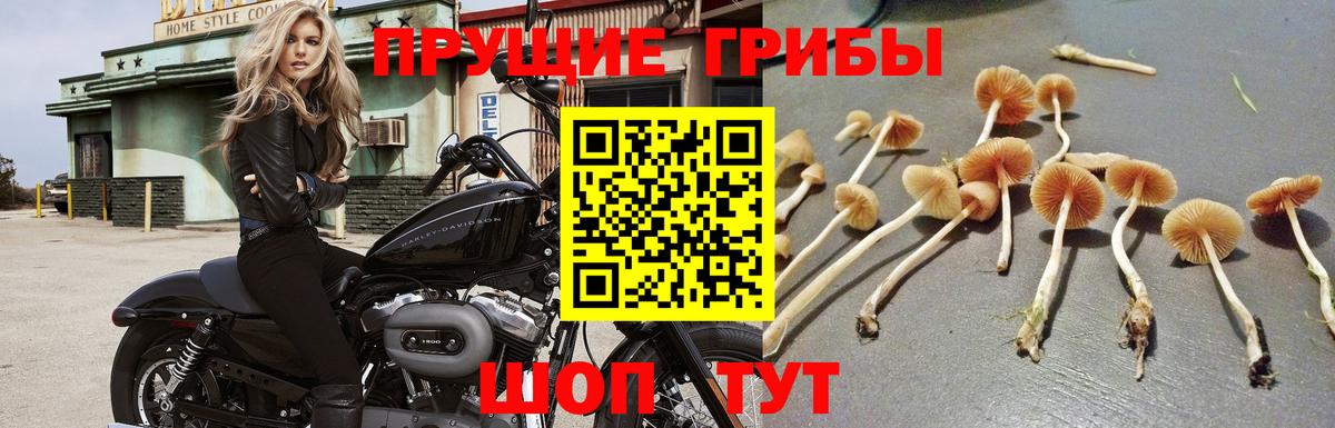 Галлюциногенные грибы MAGIC MUSHROOMS  Вход с VPN  Бирск  цены наркотик  Галлюциногенные грибы мухоморы 